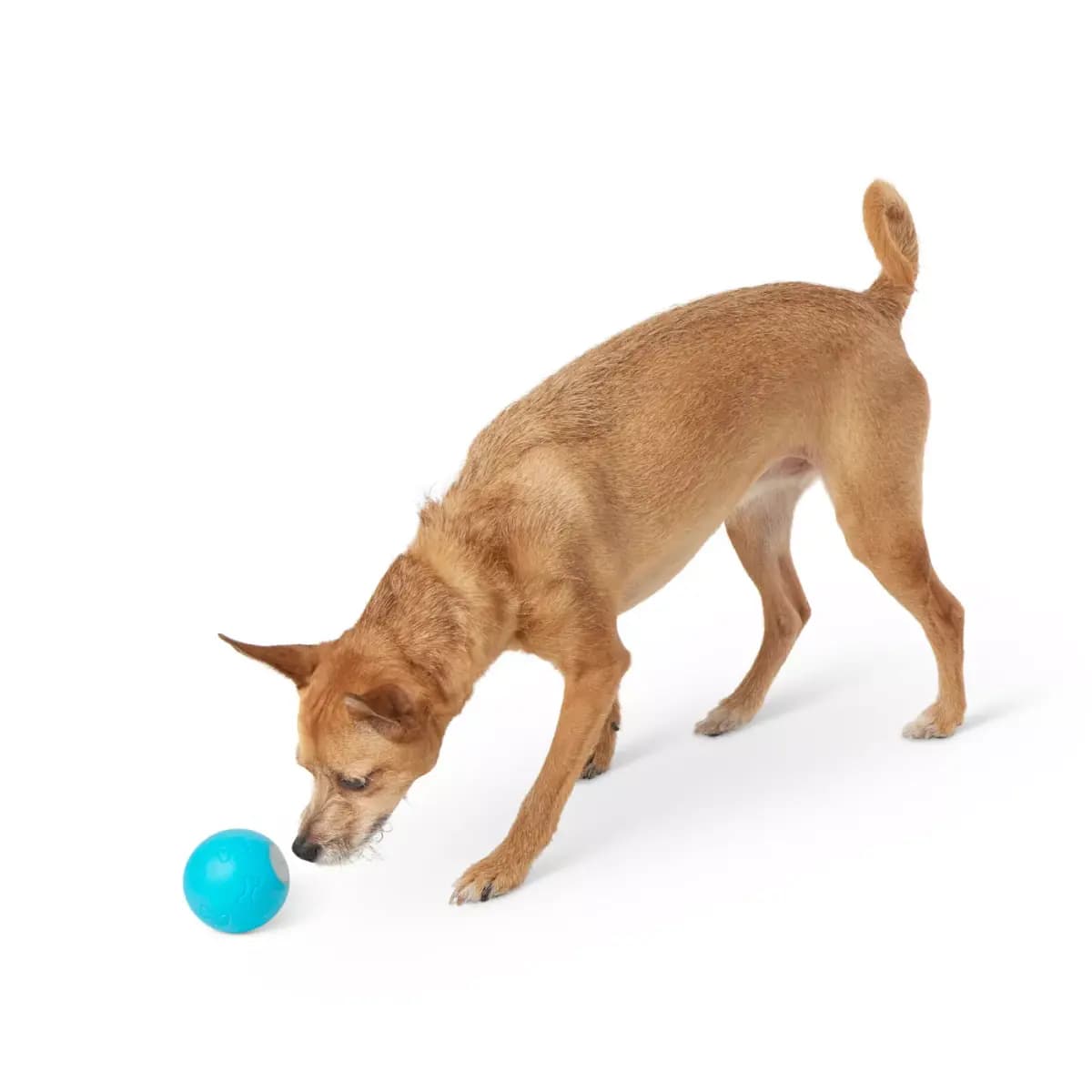 Joyhound® Electronic Light Up Bouncing Ball Dog Toy [Includes 1 Ball Dog Toy, Intended For Small dogs, medium dogs, large dogs, pup, Activity Toss, Fetch, Interactive Playtime with