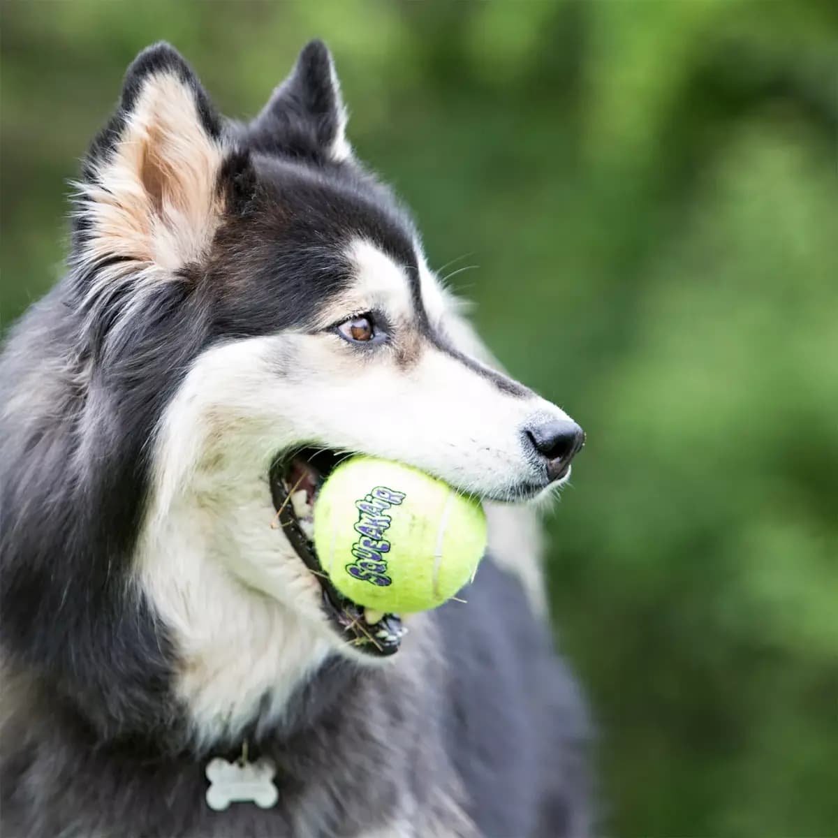 KONG® AirDog® Tennis Ball Set Squeaker Dog Toy - 3 Pack [Description and Overview The KONG SqueakAir® Ball combines two cl, Product Brand & Name KONG SqueakAir® Balls Md, Intended 