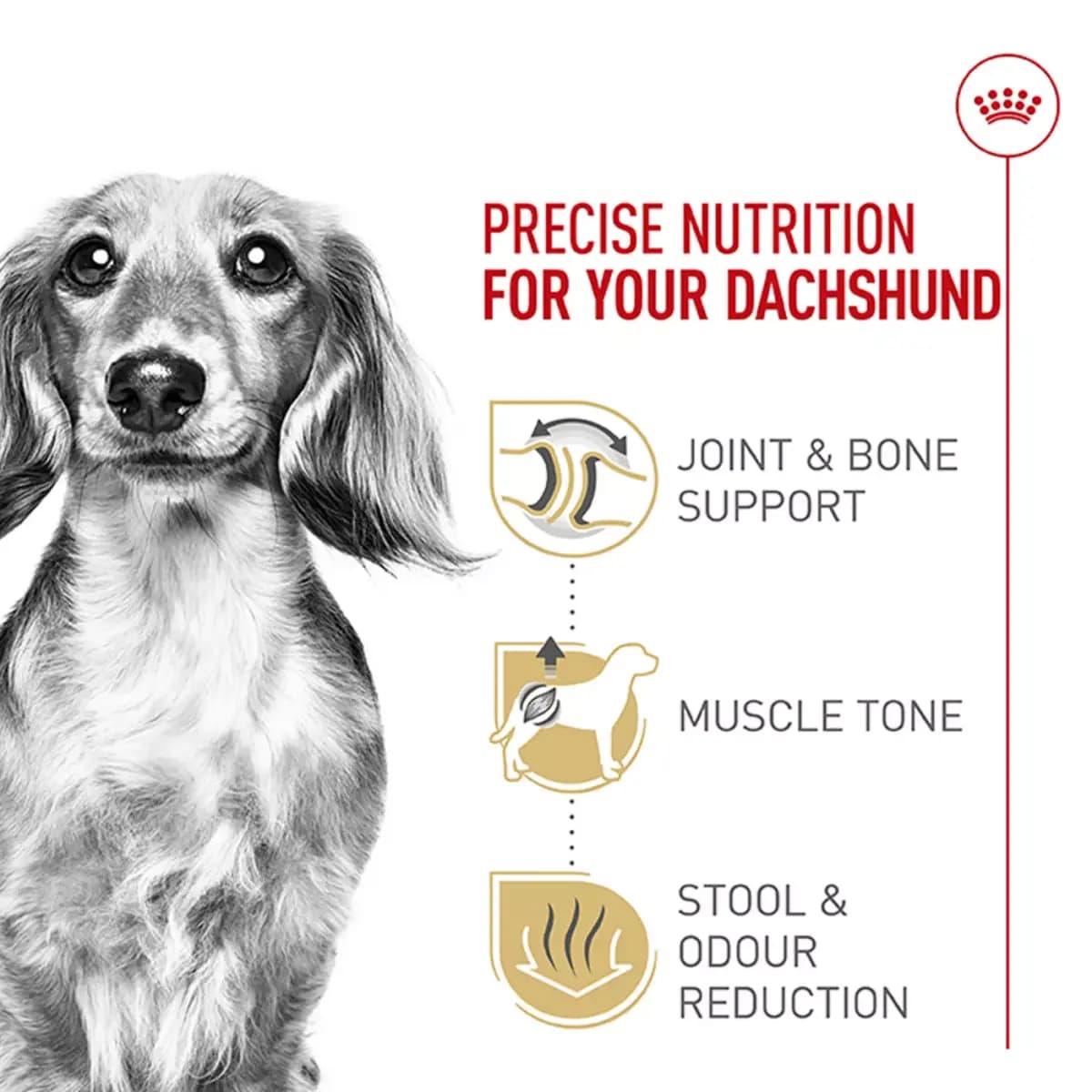 Royal Canin Breed Health Nutrition Dachshund Adult Dry Dog Food [Species Dog, Brand Royal Canin® BREED HEALTH NUTRITION®, Food Type Kibble, Breed Size Small]