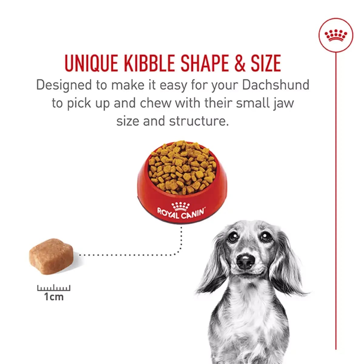 Royal Canin Breed Health Nutrition Dachshund Adult Dry Dog Food [Species Dog, Brand Royal Canin® BREED HEALTH NUTRITION®, Food Type Kibble, Breed Size Small]