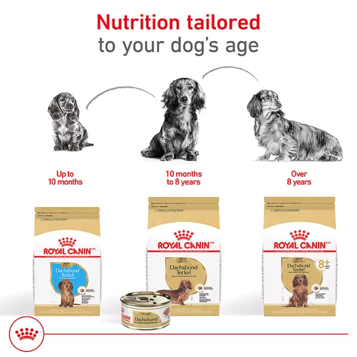 Royal Canin Breed Health Nutrition Dachshund Adult Dry Dog Food [Species Dog, Brand Royal Canin® BREED HEALTH NUTRITION®, Food Type Kibble, Breed Size Small]