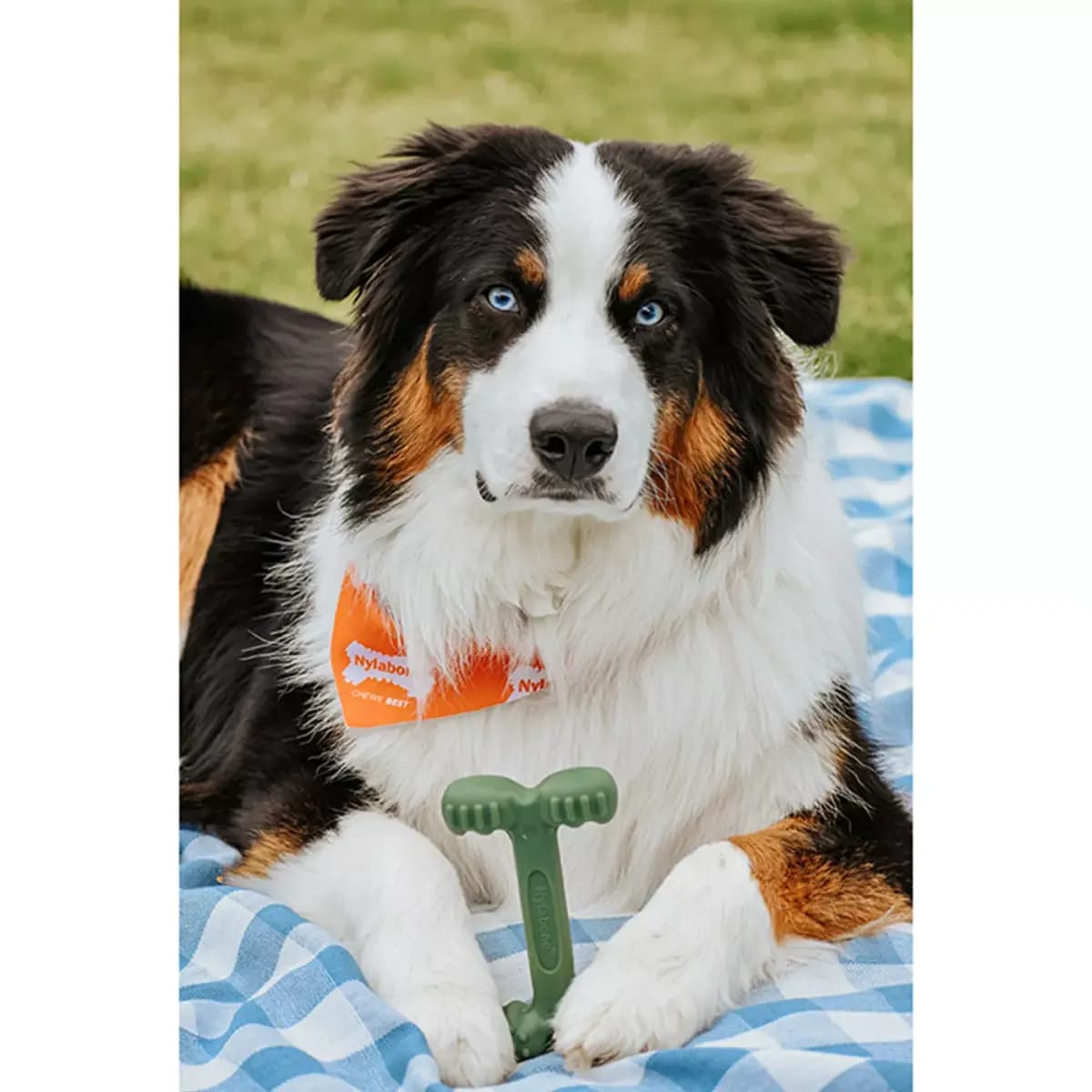 Nylabone® Power Chew Durable Dog Toy, Bacon Flavor [Includes 1 Toy, Intended For Dog, Dimensions 3 in L x 1.5 in W x 5.5 in H, Color Green]