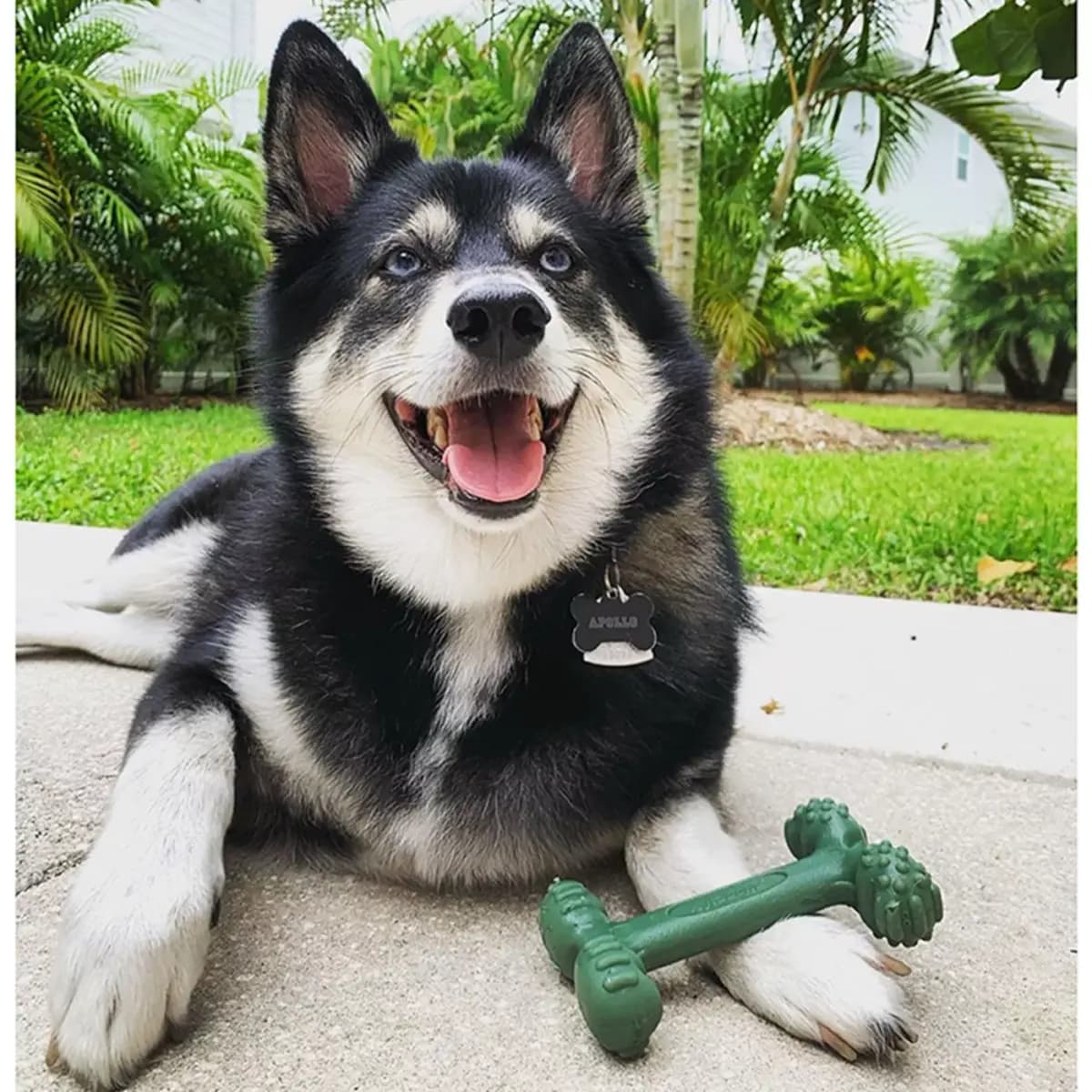 Nylabone® Power Chew Durable Dog Toy, Bacon Flavor [Includes 1 Toy, Intended For Dog, Dimensions 3 in L x 1.5 in W x 5.5 in H, Color Green]