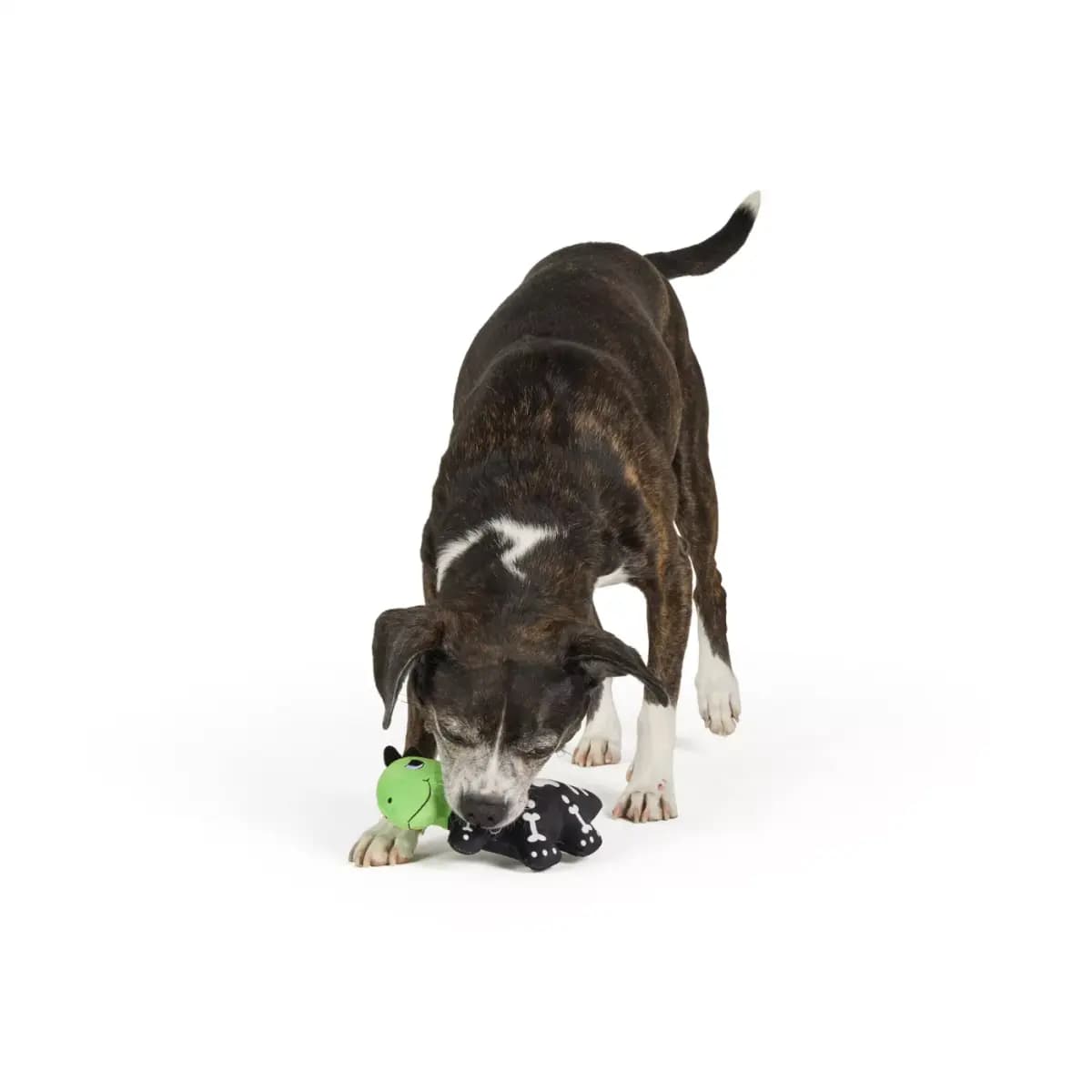 Thrills & Chills™ Halloween Plush Dinosaur Dog Toy [Brand Thrills & Chills®, Includes 1 Plush Toy, Intended For Dogs, Activity Fetch, Play, Noisemaking]