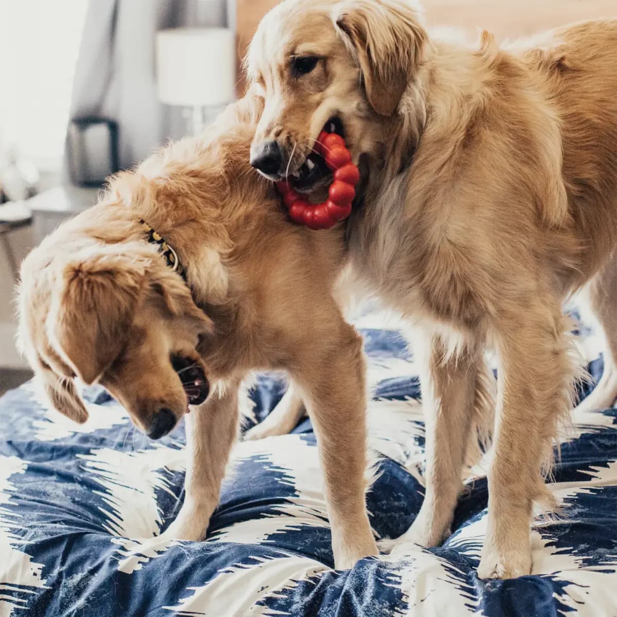 KONG® Rubber Ring Dog Toy [Description and Overview The KONG® Ring is designed for long last, Product Brand & Name KONG® Ring Md/Lg, Features â¢Enriching, durable toy supports app