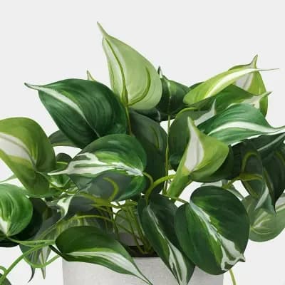 Threshold Trailing Pothos Plant - Thresholdâ„¢ [Polyester, Ceramic, 3.5 Inches (H) x 6 Inches (W)]