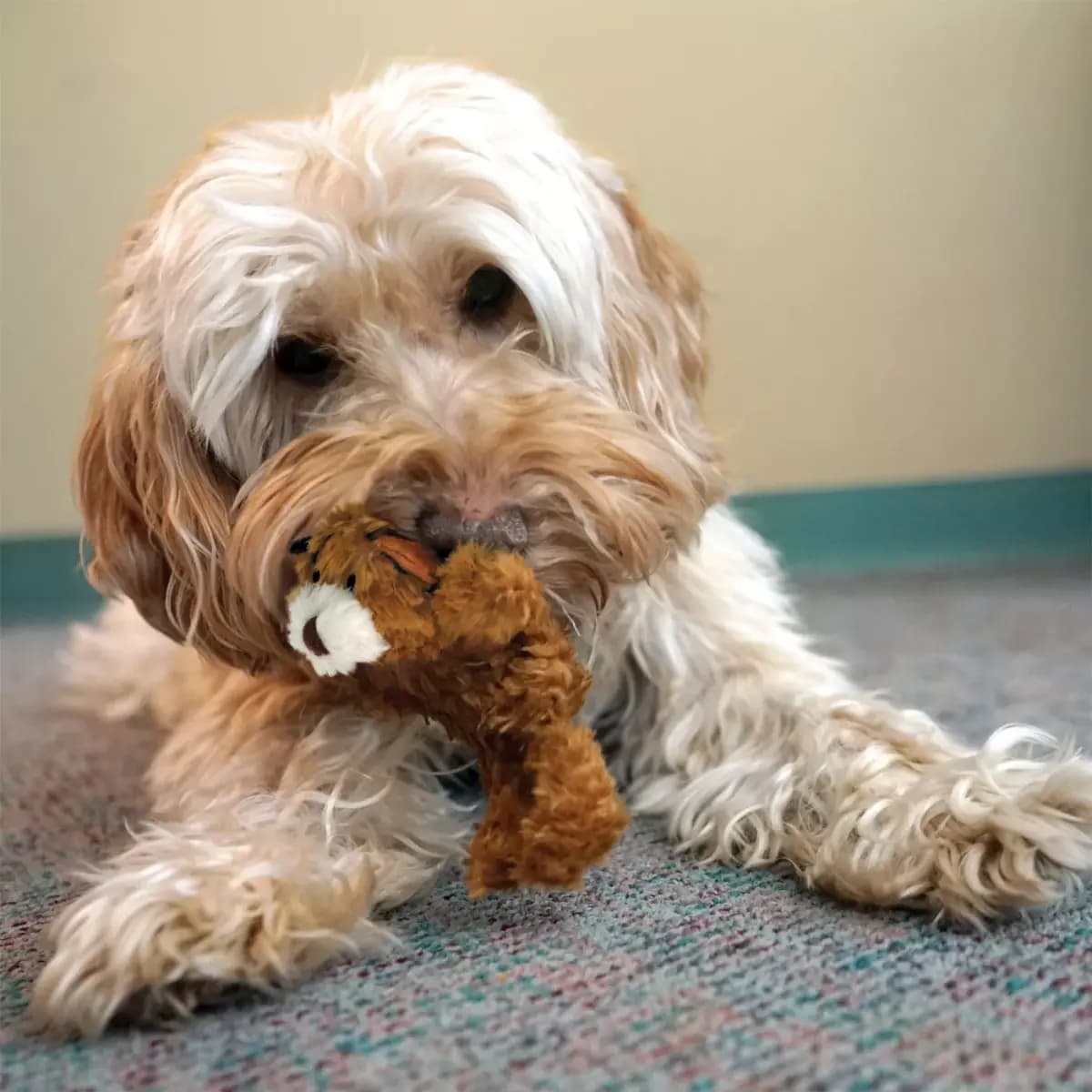 KONG® Teddy Bear Plush Squeaker Dog Toy [Description and Overview The KONG Dr. Noyz Teddy Bear is full of, Product Brand & Name KONG Dr. Noyz Teddy Bear XS, Intended for Dog, Dimen