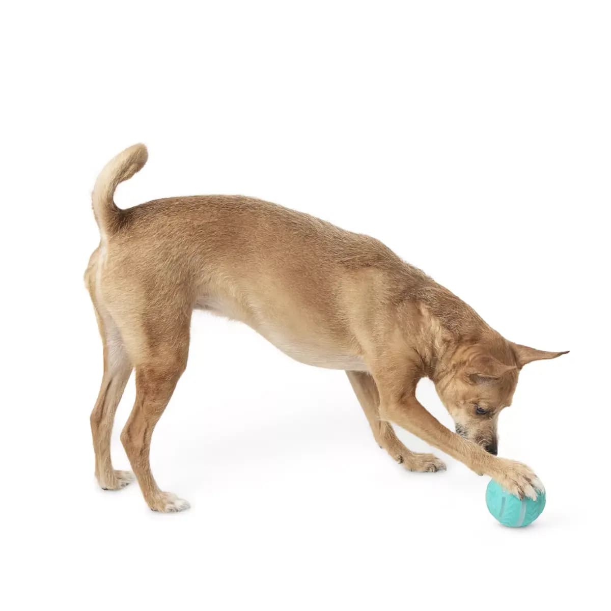 Joyhound® Electronic Light Up Spinning Ball Dog Toy [Includes (1) Dog Toy, Intended For Small dogs, medium dogs, Activity Fetch, Interactive Playtime with Humans,, Color Blue]