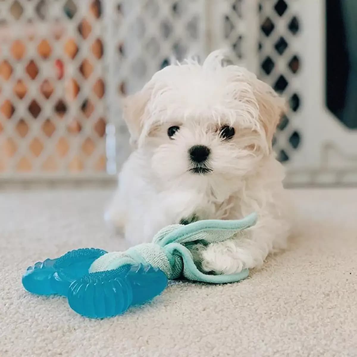 Nylabone® Puppy Teething Freezer Chew Dog Toy, Peanut Butter Flavor [Includes 1 Toy, Intended For Small/Regular - Up to 25 lb dog, Activity Chew, Flavor Peanut Butter Flavor]