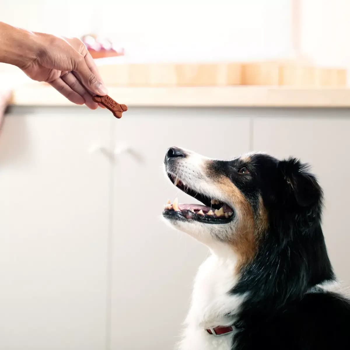 Milk-Bone Soft & Chewy Dog Treats, Made with Real Beef & Filet Mignon [Key Benefits Contains one (1) 25-ounce container of M, Item Number 5116698, Brand Milk-Bone, Food Type Dog Ch